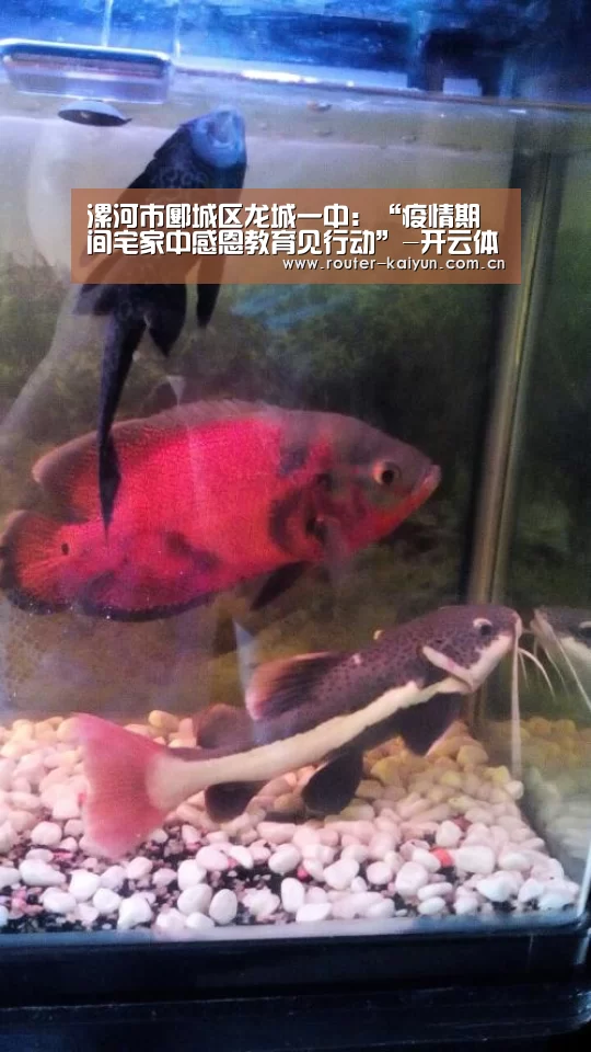 漯河市郾城区龙城一中:“疫情期间宅家中感恩教育见行动”-开云体育官网(图1) 开元棋牌网址